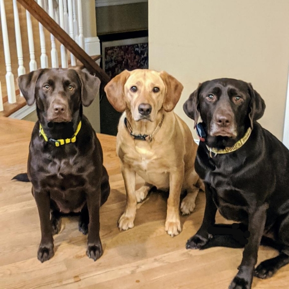 Meet your Posher, Isabella - Picture 2 of 8